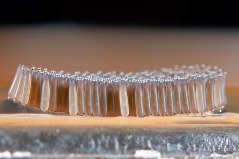 Loài muỗi khổng lồ có cú chích máu thấu xương - ảnh 9