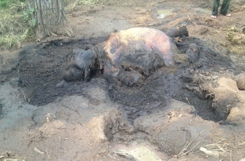 Đắk Lắk: Liên tiếp phát hiện voi con hoang dã chết trong rừng - ảnh 1