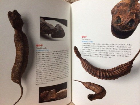 Huyền bí loài sinh vật truyền thuyết ở Nhật Bản - ảnh 1