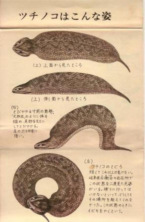 Huyền bí loài sinh vật truyền thuyết ở Nhật Bản - ảnh 2