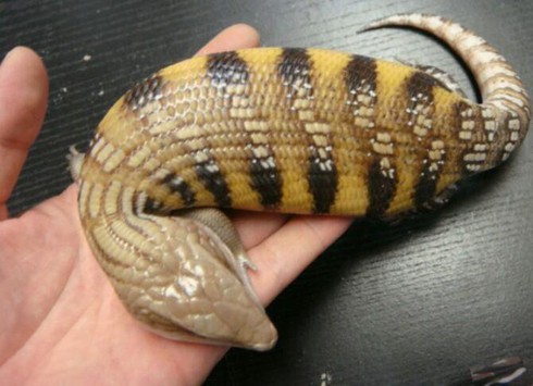 Huyền bí loài sinh vật truyền thuyết ở Nhật Bản - ảnh 5