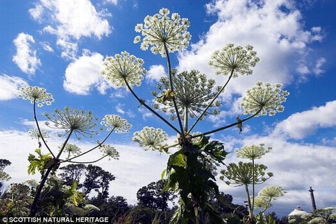 Phát hiện loài hoa tuyệt đẹp nhưng có thể gây mù mắt người - ảnh 2