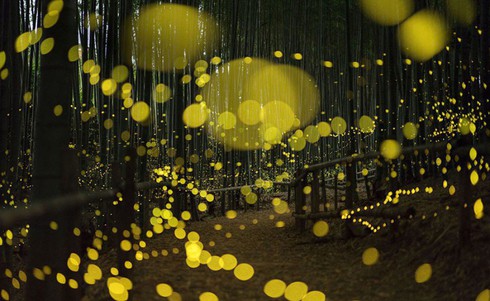 Rừng đom đóm đẹp mê hoặc ở Nhật Bản - ảnh 1