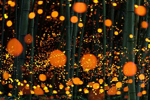 Rừng đom đóm đẹp mê hoặc ở Nhật Bản - ảnh 5