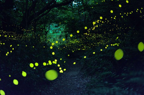 Rừng đom đóm đẹp mê hoặc ở Nhật Bản - ảnh 7