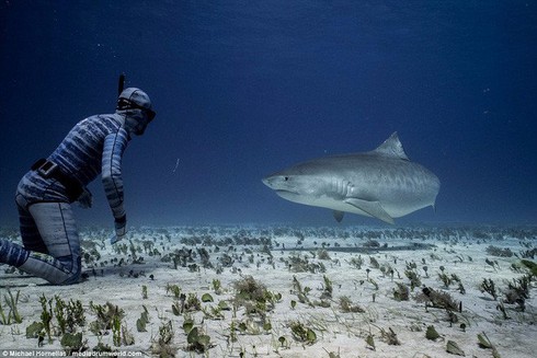 Áo lặn tàng hình: Đi bơi gặp cá mập... chẳng phải sợ! - ảnh 1
