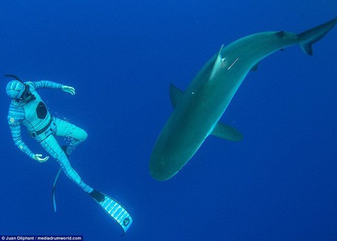 Áo lặn tàng hình: Đi bơi gặp cá mập... chẳng phải sợ! - ảnh 4