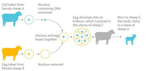 Hé lộ số phận của 4 con cừu Dolly nhân bản vô tính - ảnh 2
