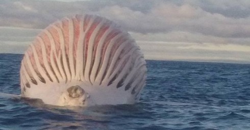 Xác cá voi căng phồng như quả bóng khổng lồ - ảnh 1