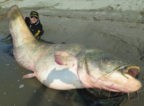 Thủy quái khổng lồ sắp diệt vong trên dòng Me Kong - ảnh 2