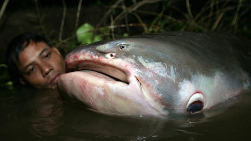 Thủy quái khổng lồ sắp diệt vong trên dòng Me Kong - ảnh 3