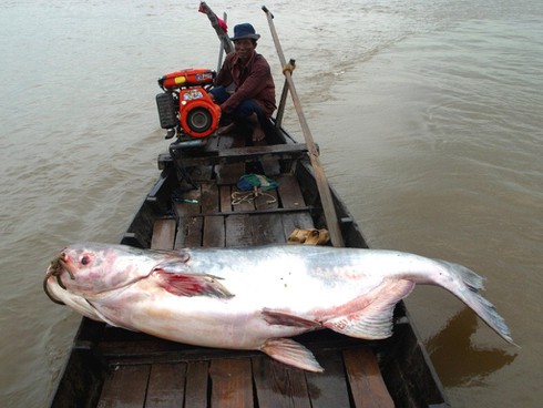 Thủy quái khổng lồ sắp diệt vong trên dòng Me Kong - ảnh 4