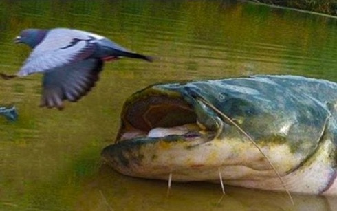 Thủy quái khổng lồ sắp diệt vong trên dòng Me Kong - ảnh 5