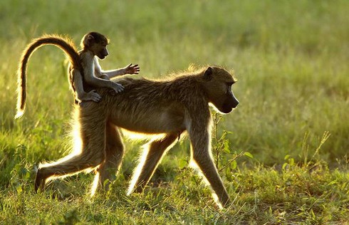 Tuyệt sắc Đồng bằng Okavango với hàng ngàn loài động thực vật - ảnh 6