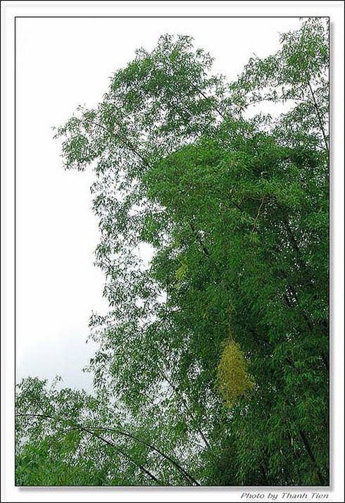 Hình ảnh hoa cây tre