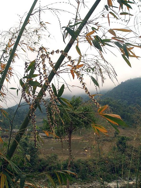 Hình ảnh hoa cây tre