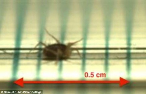 Loài vật chạy nhanh nhất... không phải là con báo - ảnh 4