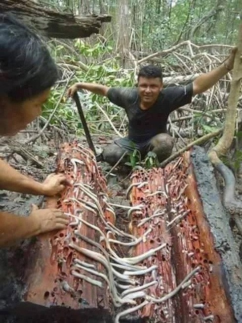 Sinh vật