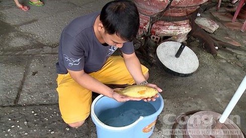 Câu được cá rô vàng ở Vĩnh Long - ảnh 1
