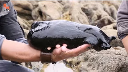 Ốc sên lớn nhất hành tinh nặng gần 5kg - ảnh 1