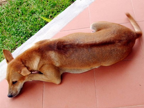Đặc điểm chọn chó Phú Quốc thuần chủng - ảnh 1