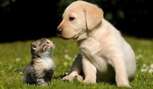 Chó ghét mèo: Hình ảnh này đưa bạn đến những cảnh chó ghét mèo nhưng lại đáng yêu. Nếu bạn yêu thú cưng và muốn tìm hiểu về sự tương tác giữa chó và mèo, hãy xem ngay những hình ảnh này.