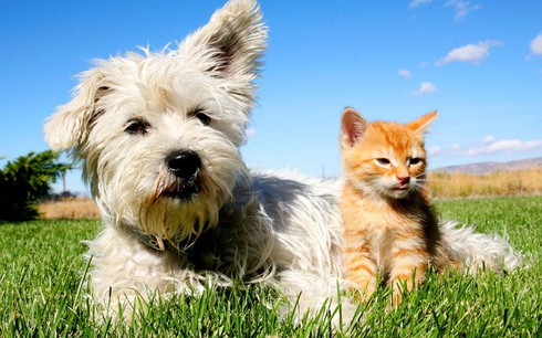 Tại sao chó ghét mèo? - ảnh 1