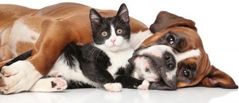 Tại sao chó ghét mèo? - ảnh 3