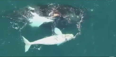 Phát hiện cá voi trắng cực hiếm ngoài khơi Úc - ảnh 1