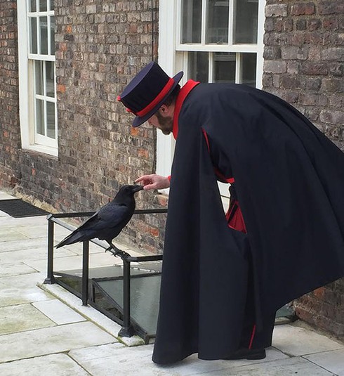 Truyền thuyết về loài quạ đen sống trên tháp London - ảnh 1