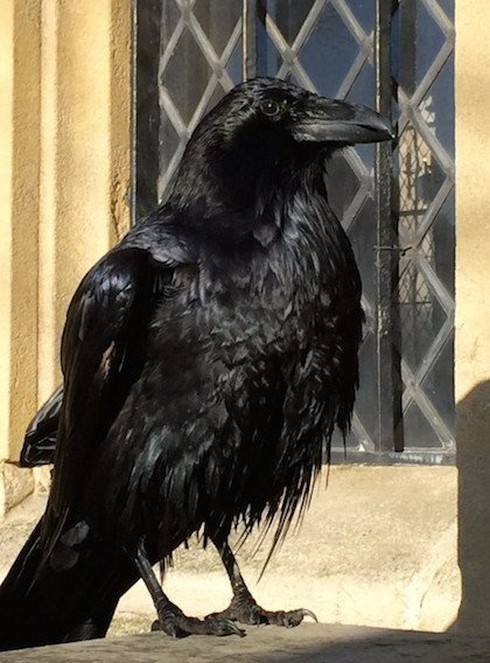 Nhìn vào hình ảnh này, bạn sẽ bị cuốn hút bởi vẻ quyến rũ và bí ẩn của quạ đen. Hãy cùng khám phá sự tinh tế và độc đáo của loài chim này trong nhiếp ảnh.