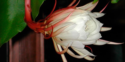 Hoa quỳnh nở ban đêm vào mùa nào? - ảnh 6