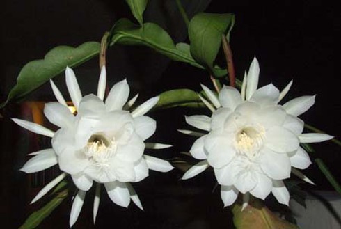 Hoa quỳnh nở ban đêm vào mùa nào? - ảnh 7