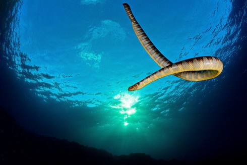 Loài rắn có nọc độc