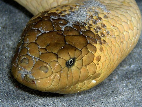 Loài rắn có nọc độc