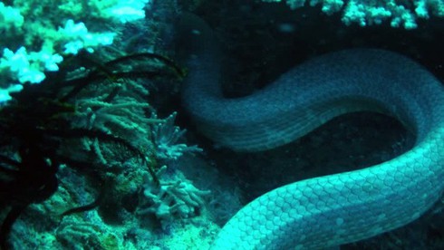 Loài rắn có nọc độc