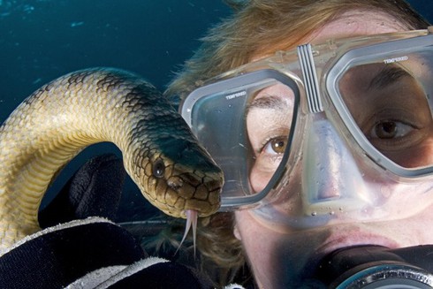 Loài rắn có nọc độc