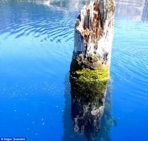 Bí ẩn thân cây khổng lồ dựng đứng giữa hồ suốt 100 năm - ảnh 5