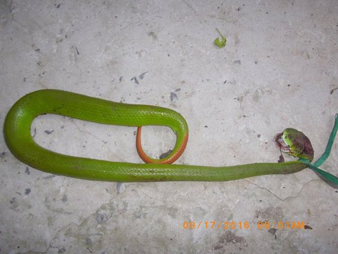 Rắn lục đuôi đỏ xuất hiện ở Cao Lãnh, Đồng Tháp - ảnh 1