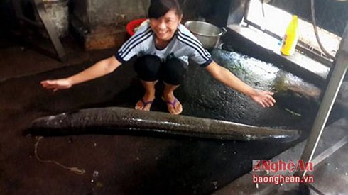 Câu được cá lệch