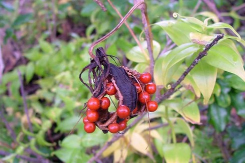 Sợ hãi hoa ngót nghẻo rực rỡ nhưng kịch độc ở Việt Nam - ảnh 10