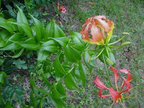 Sợ hãi hoa ngót nghẻo rực rỡ nhưng kịch độc ở Việt Nam - ảnh 3