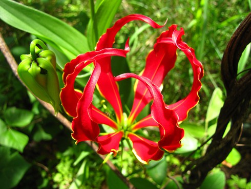 Sợ hãi hoa ngót nghẻo rực rỡ nhưng kịch độc ở Việt Nam - ảnh 6