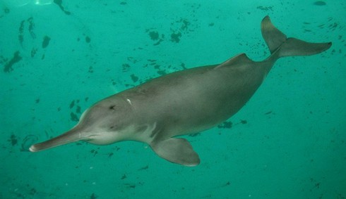 Cá heo sông Trường Giang trở lại sau một thập kỷ mất tích ở Trung Quốc - ảnh 1