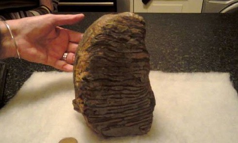 Hóa thạch răng voi ma mút 3 triệu năm tuổi trên bờ biển Anh - ảnh 1