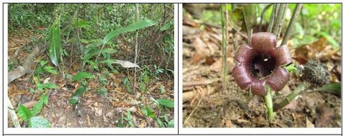 Phát hiện hai loài Tỏi rừng mới chỉ có ở Việt Nam - ảnh 1