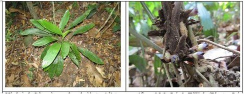 Phát hiện hai loài Tỏi rừng mới chỉ có ở Việt Nam - ảnh 2