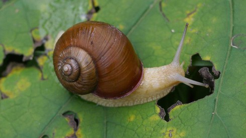Chiến lược dùng vỏ đáp trả đòn tấn công của loài ốc sên - ảnh 1