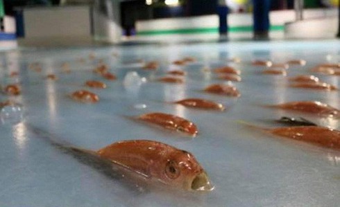 Công viên Nhật gây phẫn nộ vì dùng 5000 con cá sống với lý do không tin nổi - ảnh 4