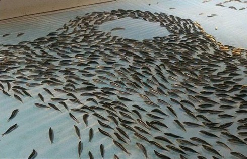 Công viên Nhật gây phẫn nộ vì dùng 5000 con cá sống với lý do không tin nổi - ảnh 5